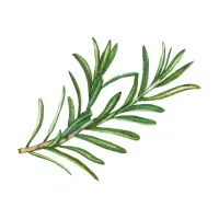 Rosemary | Garden Plants Names