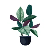 Rubber Plant | Garden Plants Names