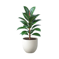 Rubber Plant | Tropical Plants Names