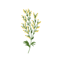 Sagebrush | Desert Plants Names