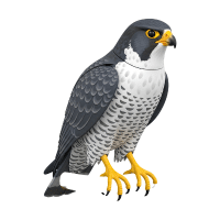 Saker Falcon | Mountain Birds Names