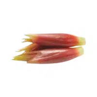 Salsola | Desert Flowers Names