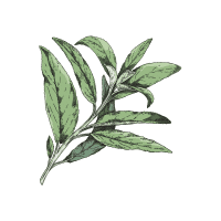 Salvia | Wild Plants Names