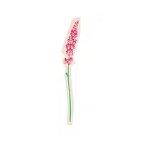 Salvia | Desert Flowers Names