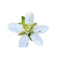 Sandwort | Desert Flowers Names