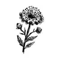 Scabiosa | Spring Flowers Names