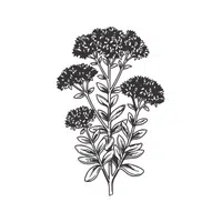 Sedum | Desert Flowers Names