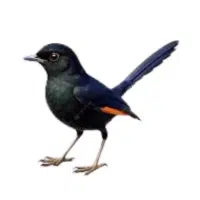 Shama | Forest Birds Names