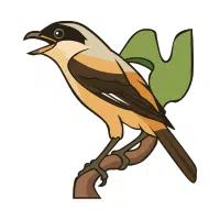Shrike | Forest Birds Names