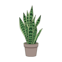 Snake Plant | Tropical Plants Names