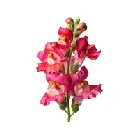 Snapdragon | Desert Flowers Names