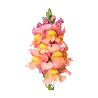 Snapdragon | Water Flowers Names