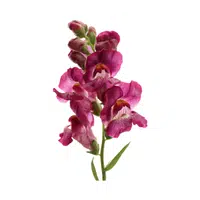 Snapdragon | Spring Flowers Names