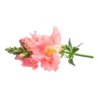 Snapdragon | Garden Flowers Names