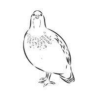 Snowcock | Mountain Birds Names