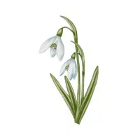 Snowdrop | Spring Flowers Names