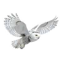 Snowy Owl | Mountain Birds Names