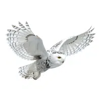 Snowy Owl | Mountain Birds Names