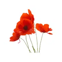 Soldier | Water Flowers Names