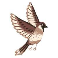 Snowy Owl | Mountain Birds Names