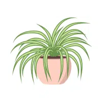 Spider Plant | Garden Plants Names