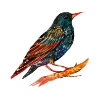 Starling | Zoo Birds Names