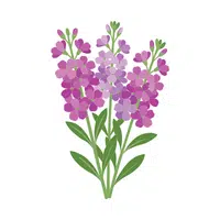 Stock | Spring Flowers Names