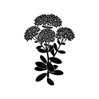 Stonecrop | Desert Plants Names