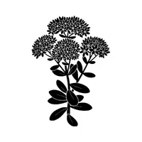 Stonecrop | Desert Flowers Names
