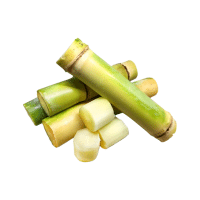 Sugarcane | Tropical Plants Names