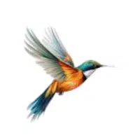 Sunbird | Forest Birds Names