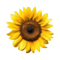 Sunflower | Desert Flowers Names