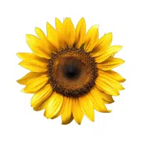 Sunflower | Spring Flowers Names
