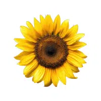 Sunflower | Garden Plants Names