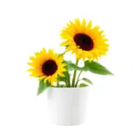 Sunrose | Desert Flowers Names