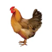 Sussex | Farm Birds Names