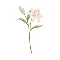 Swamp Lily | Water Flowers Names