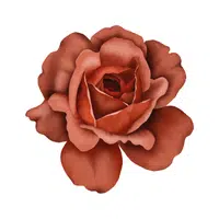 Swamp Rose | Water Flowers Names