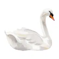 Swan | Farm Birds Names