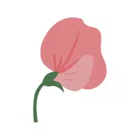 Sweet Pea | Spring Flowers Names