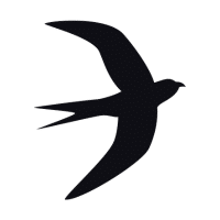 Swift | Mountain Birds Names
