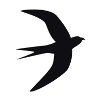 Swift | Mountain Birds Names