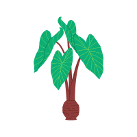 Taro | Tropical Plants Names