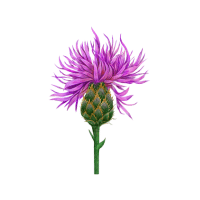 Thistle | Wild Plants Names
