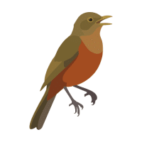 Thrush | Mountain Birds Names