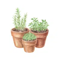 Thyme | Garden Plants Names