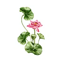 Tiger Lotus | Water Flowers Names