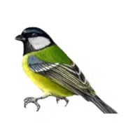 Tit | Forest Birds Names