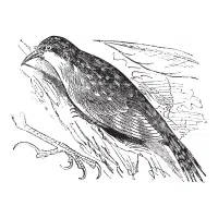 Treecreeper | Forest Birds Names