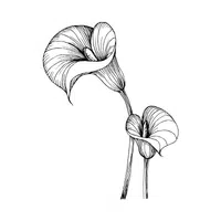 Tropical Lily | Water Flowers Names
